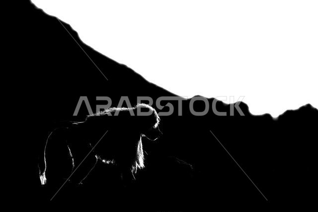 صورة ظلية لقرد على خلفية داكنة. بابون الهامادرياس، بابيو الهامادرياس، جبال عسير، المملكة العربية السعودية.