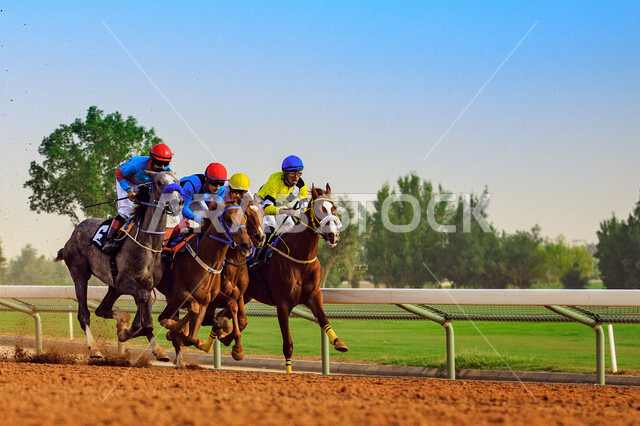 مجموعة من الفرسان السعوديون يمتطون الخيل في سباق الخيل الاصيل ،ميدان الملك عبد العزيز للفروسية في الرياض ، نادي سباقات الخيل ، هواية ركوب الخيل ، الفروسية ، مهارات وأنشطة ترفيهية 
