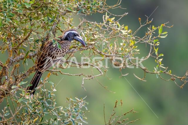 طائر أبو قرن الرمادي الأفريقي، Lophoceros nasutus، في جبال عسير، المملكة العربية السعودية طائر أبو قرن الرمادي الأفريقي، Lophoceros nasutus، في جبال عسير، المملكة العربية السعودية