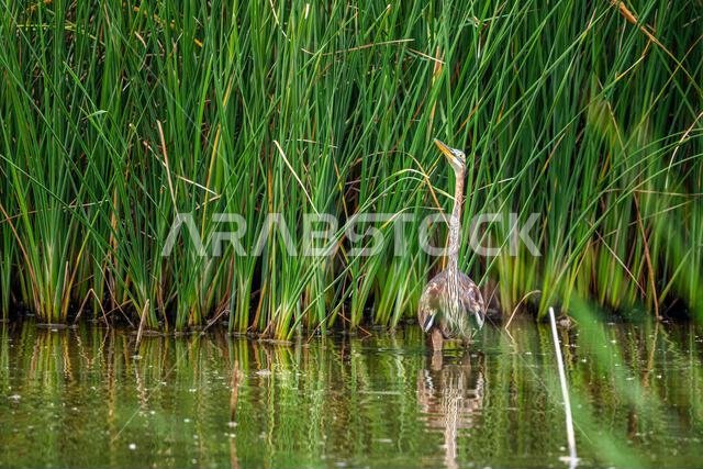 خلفية ملونة مع طائر غريب. مالك الحزين الأرجواني، Ardea purpurea.