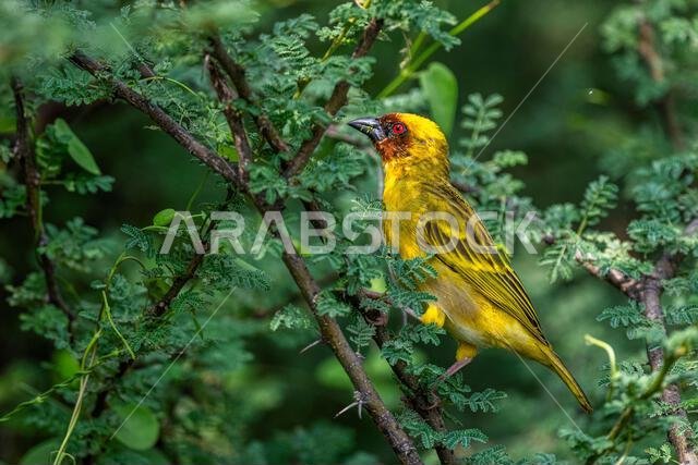 Colorful background with an exotic bird. Ruppell's weaver, Ploceus galbula