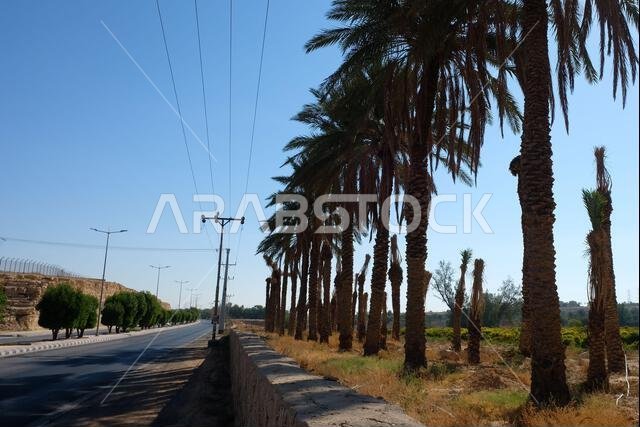 منظر لأشجار النخيل في المملكة العربية السعودية