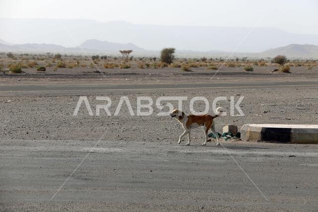 كلب ضال في صحراء المملكة العربية السعودية