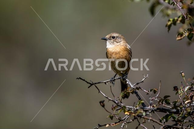 The Common Redstart, Phoenicurus phoenicurus