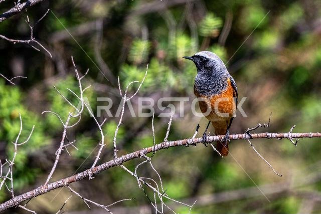 The Common Redstart, Phoenicurus phoenicurus