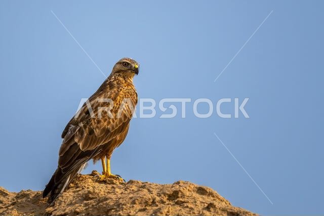 The long-legged buzzard, Buteo rufinus.