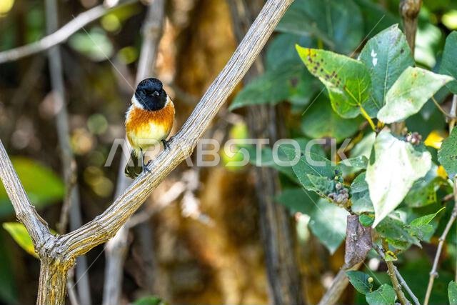 African stonechat, Saxicola torquatus felix