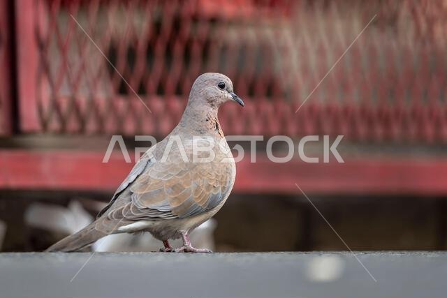 Laughing dove, Spilopelia senegalensis, on the street. Laughing dove, Spilopelia senegalensis, on the street.