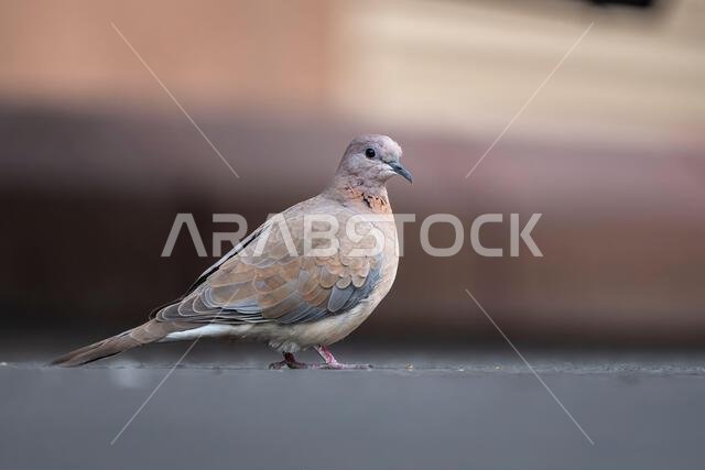 Laughing dove, Spilopelia senegalensis,  on the street.