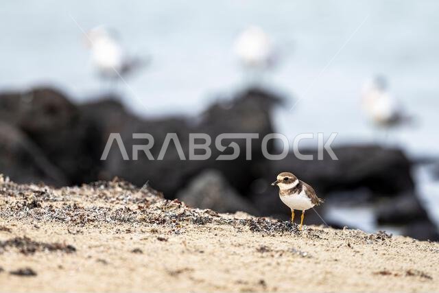 الزقزاق المطوق الشائع، Charadrius hiaticula
