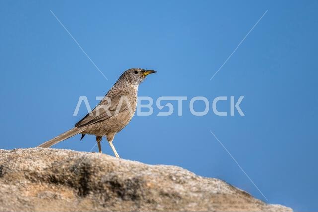 The Arabian Babbler, Turdoides squamiceps.