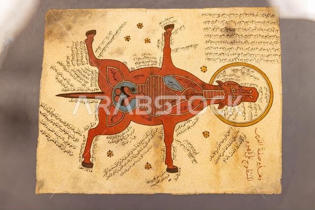 Middle East, Saudi Arabia, Riyadh, Diriyah. November 11, 2023. Historic anatomical drawing of a horse in the At-Turaif museum.