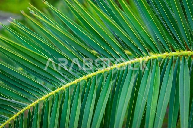 Date palm tree leaf decorative tropical climate plant branch evergreen close up