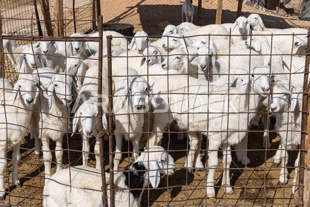 Middle East, Saudi Arabia, Riyadh. Sheep at a farm in Saudi Arabia.