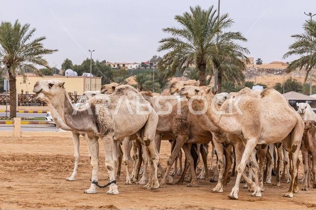 الشرق الأوسط، المملكة العربية السعودية، القصيم، بريدة. جمال في سوق المواشي بالقصيم.