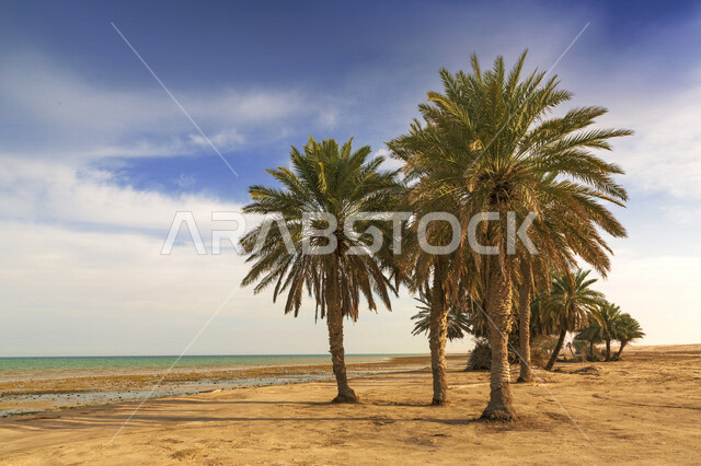 Aesthetic image of Umluj Beach in Tabuk, nicknamed the Maldives in Saudi Arabia, Umluj Beach, stunning landscapes, natural tourist attractions in Saudi Arabia