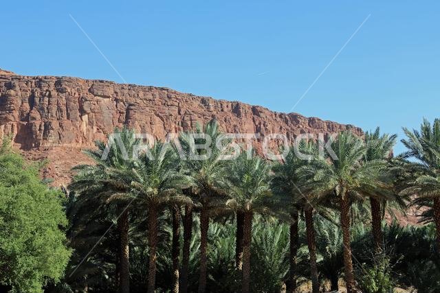 واحة العلا في المملكة العربية السعودية