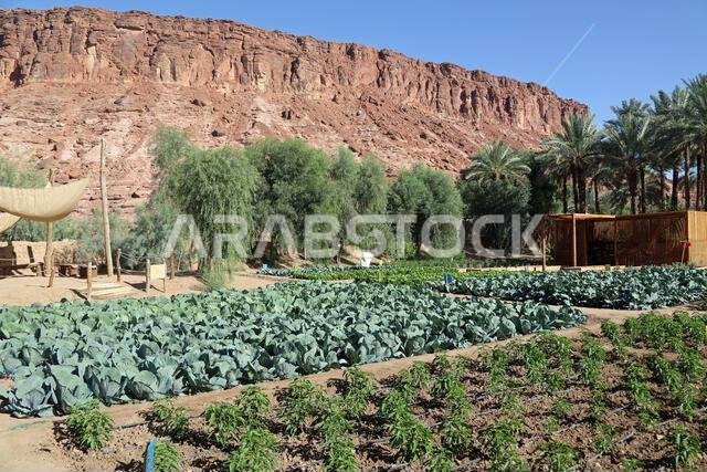 Vegetables growing on the Heritage Oasis Trail at Al Ula in Saudi Arabia