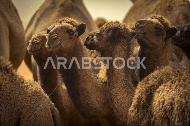 صورة لمجموعة من الجمال و الإبل في صحراء السعودية ، تربية الجمال و الإبل ، الطبيعة الصحراوية في المملكة العربية السعودية