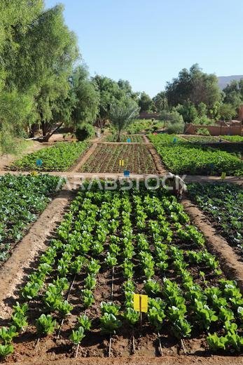 خضراوات تنمو على درب واحة التراث في العلا بالمملكة العربية السعودية خضراوات تنمو على درب واحة التراث في العلا بالمملكة العربية السعودية