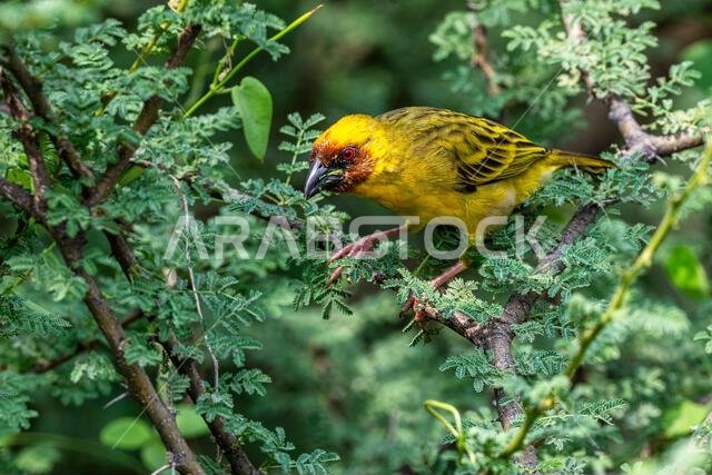 خلفية ملونة مع طائر غريب. طائر النساج روبيل، Ploceus galbula