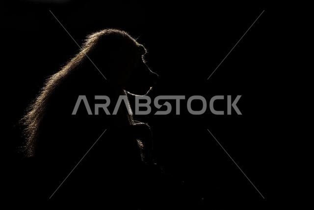 Silhouette of a monkey in a dark background. Hamadryas baboon, Papio hamadryas, The Asir Mountains, Saudi Arabia.