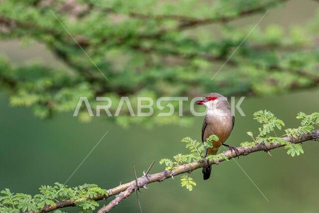 Colorful background with an exotic bird. Arabian waxbill, Estrilda rufibarba