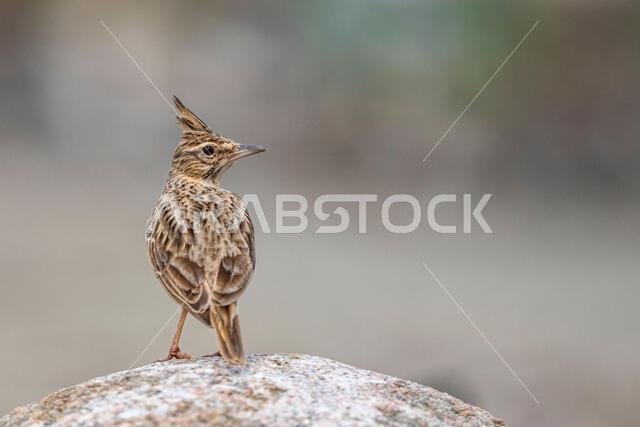 Colorful background with an exotic bird. The crested lark, Galerida cristata.