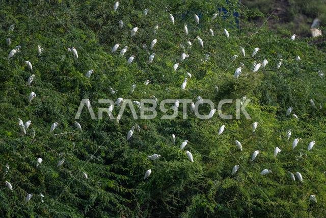 Colorful background with an exotic bird. Large flock of birds in the trees. Cattle Egret, Bubulcus ibis.