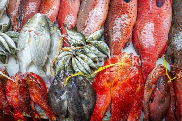 Colorful fish at a stand at a seafood market in Jeddah, Saudi Arabia.