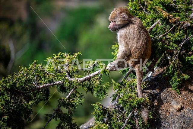 Hamadryas baboon, Papio hamadryas, in the Asir Mountains in Saudi Arabia.