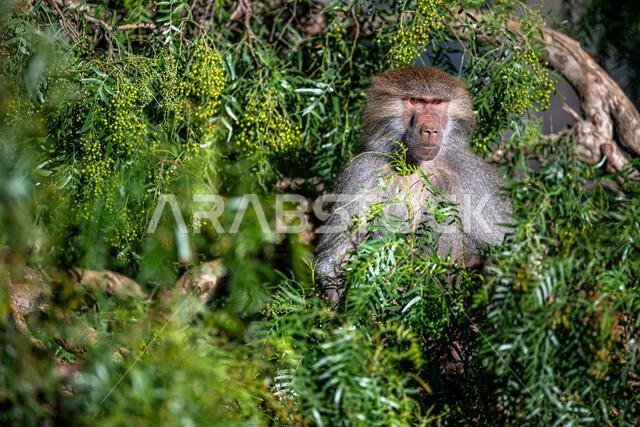 Hamadryas baboon, Papio hamadryas, in the Asir Mountains in Saudi Arabia.