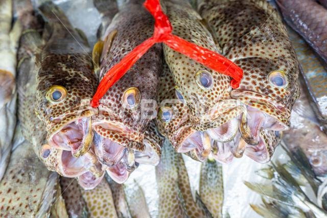 Colorful fish at a stand at a seafood market in Jeddah, Saudi Arabia.