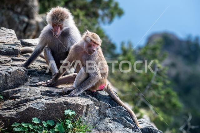 Hamadryas baboon, Papio hamadryas, in the Asir Mountains in Saudi Arabia.