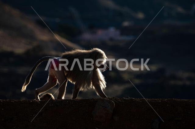 Hamadryas baboon, Papio hamadryas, in the Asir Mountains in Saudi Arabia.