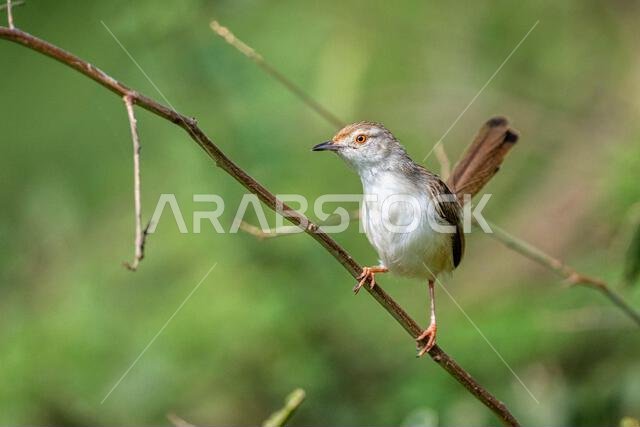Colorful background with an exotic bird. Graceful prinia, Prinia gracilis