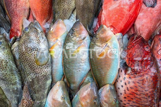 Colorful fish at a stand at a seafood market in Jeddah, Saudi Arabia.