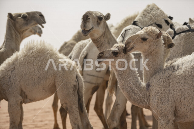صورة لمجموعة من الجمال و الإبل في صحراء السعودية ، تربية الجمال و الإبل ، الطبيعة الصحراوية في المملكة العربية السعودية