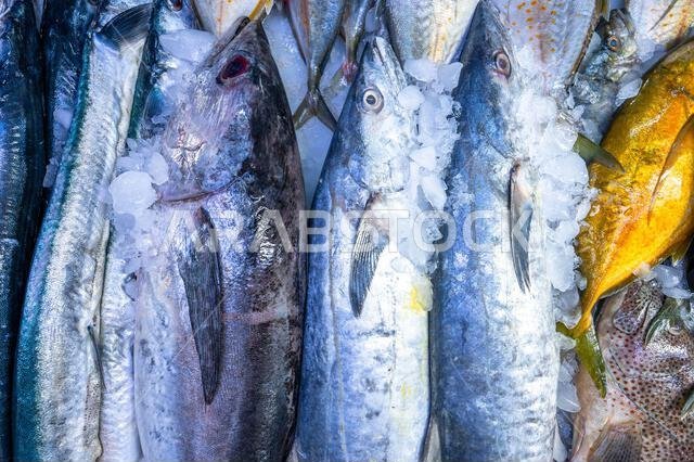 Colorful fish at a stand at a seafood market in Jeddah, Saudi Arabia.