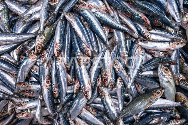 Colorful fish at a stand at a seafood market in Jeddah, Saudi Arabia.