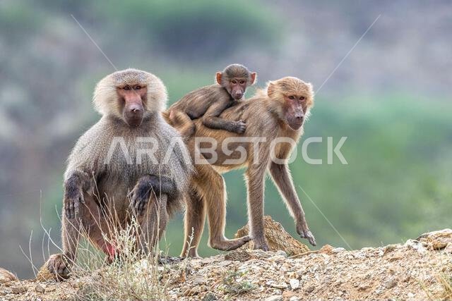 Hamadryas baboon, Papio hamadryas, in the Asir Mountains in Saudi Arabia. Hamadryas baboon, Papio hamadryas, in the Asir Mountains in Saudi Arabia.