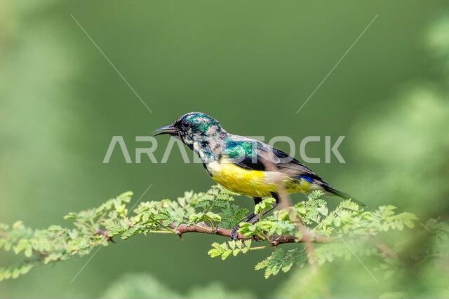 Colorful background with an exotic bird. Nile Valley sunbird, Hedydipna metallica.