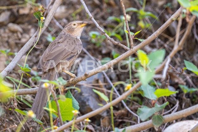The Arabian Babbler, Turdoides squamiceps.