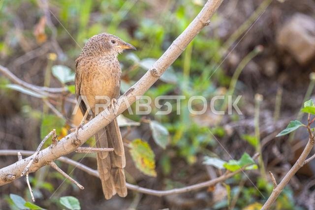 ثرثار عربي، Turdoides squamiceps.