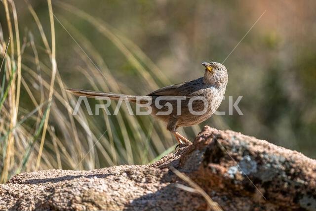 ثرثار عربي، Turdoides squamiceps. ثرثار عربي، Turdoides squamiceps.