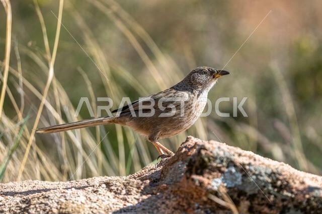 ثرثار عربي، Turdoides squamiceps.