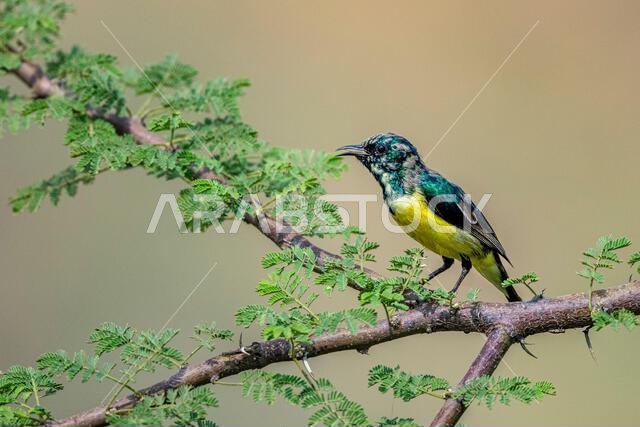 Colorful background with an exotic bird. Nile Valley sunbird, Hedydipna metallica.