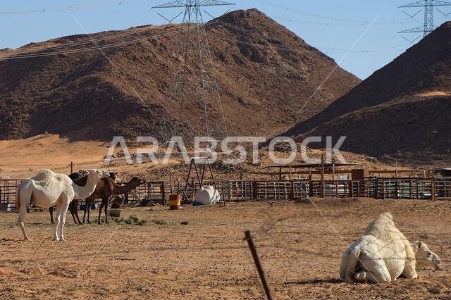Camels in a barn in Saudi Arabia