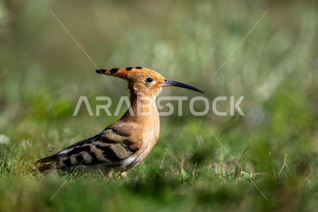 Colorful bird on the grass. Eurasian Hoopoe, Upupa epops.