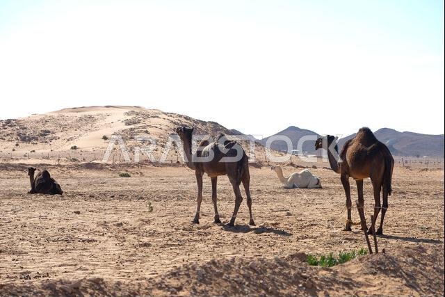 جمال في الصحراء في فترة ما بعد الظهيرة المعتادة في الجزيرة العربية جمال في الصحراء في فترة ما بعد الظهيرة المعتادة في الجزيرة العربية